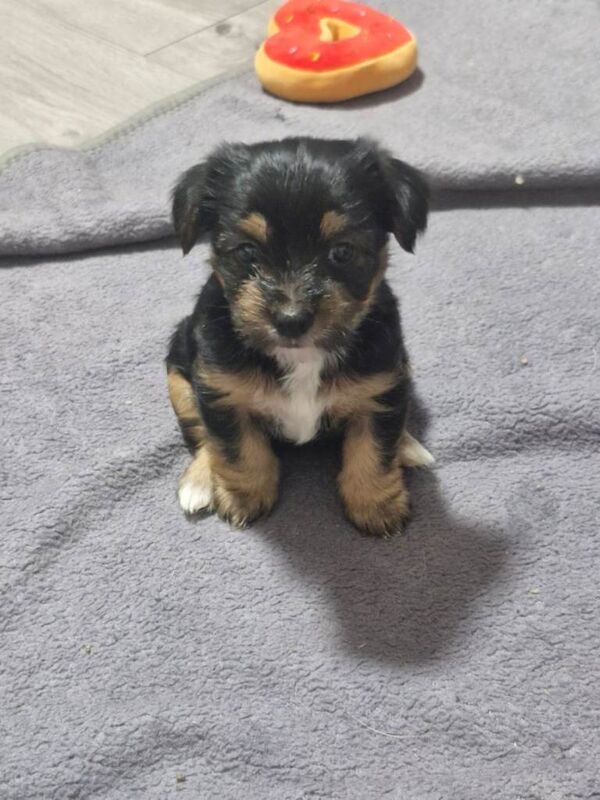 Yorkshire terrier cross white terrier