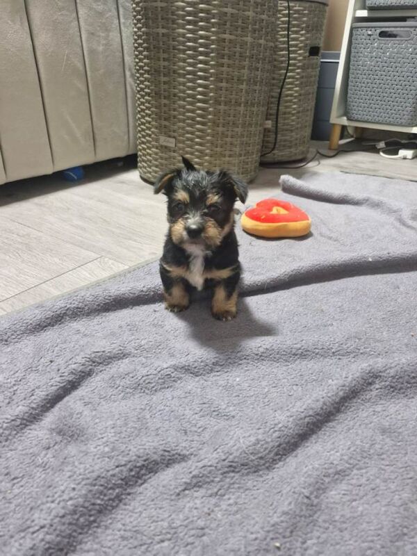 Yorkshire terrier cross white terrier - Image 2 of 4