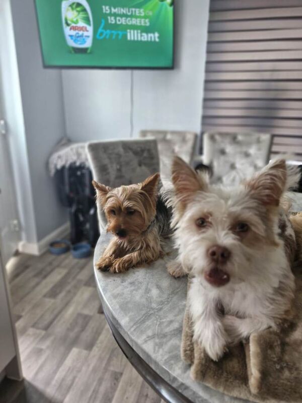 Yorkshire terrier cross white terrier - Image 3 of 4
