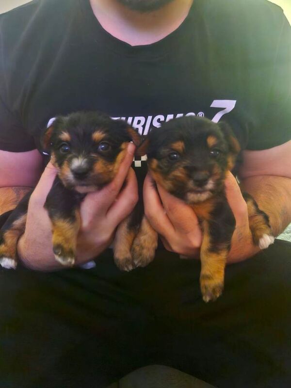Yorkshire terrier cross white terrier - Image 4 of 4