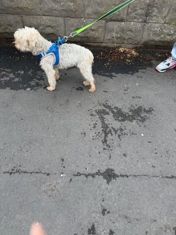 Yorkshire terrier crossed with shit zhu - Image 2 of 6