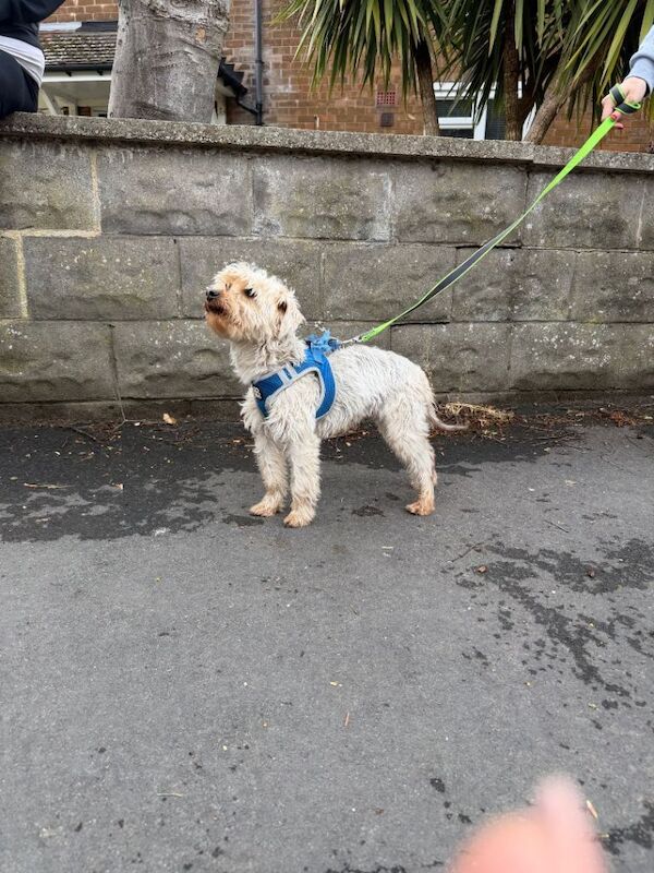 Yorkshire terrier crossed with shit zhu - Image 3 of 6