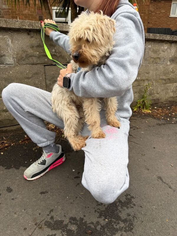 Yorkshire terrier crossed with shit zhu - Image 4 of 6