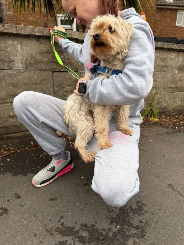 Yorkshire terrier crossed with shit zhu - Image 5 of 6