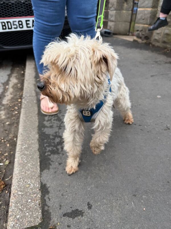 Yorkshire terrier crossed with shit zhu - Image 6 of 6