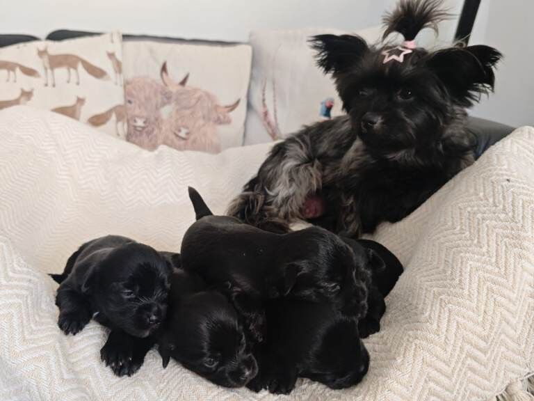 Yorkshire terrier Dark puppies looking for new homes.