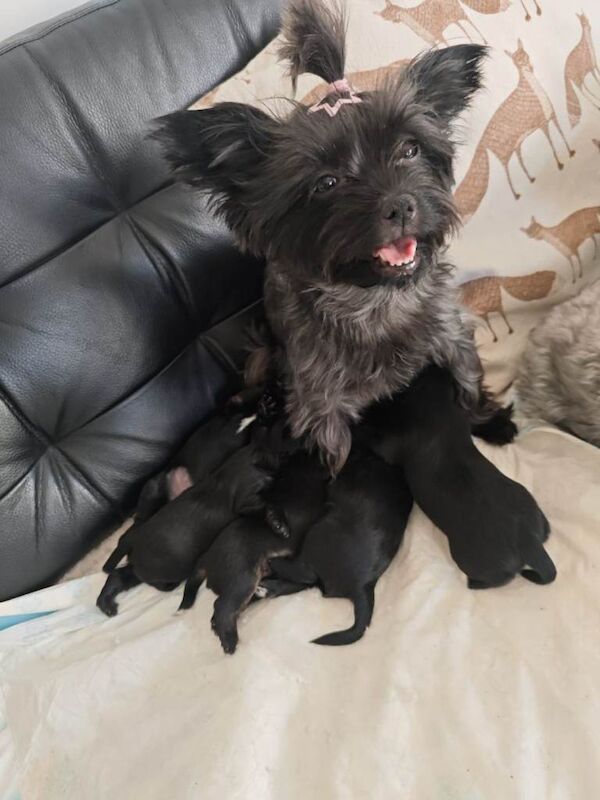 Yorkshire terrier Dark puppies looking for new homes. - Image 2 of 4