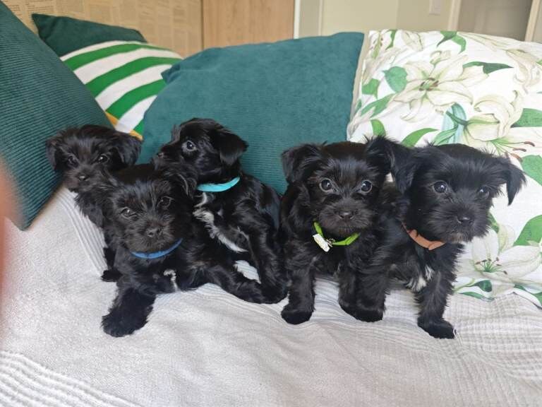 Yorkshire terrier Dark puppies looking for new homes. - Image 3 of 4