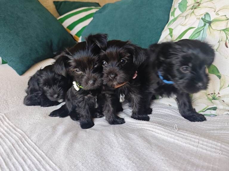 Yorkshire terrier Dark puppies looking for new homes. - Image 4 of 4