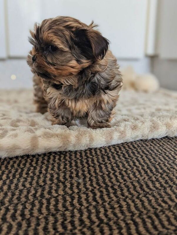 Yorkshire terrier Exceptional Litter of Yorkie-Tzu Puppies – Champion Bloodlines - Image 2 of 3