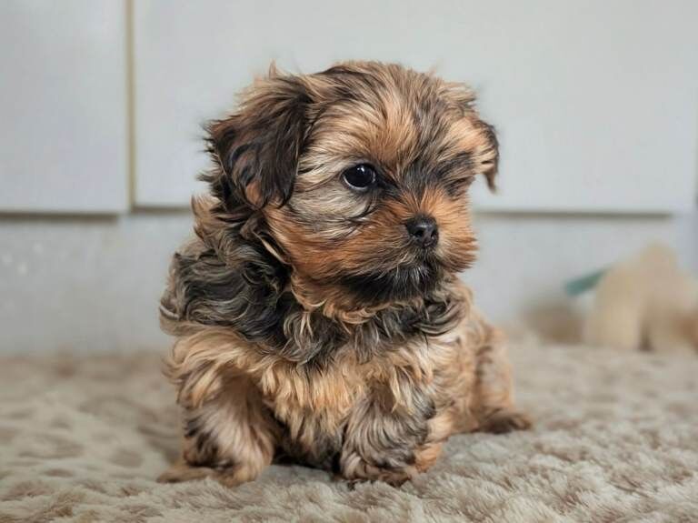 Yorkshire terrier Exceptional Litter of Yorkie-Tzu Puppies – Champion Bloodlines - Image 3 of 3