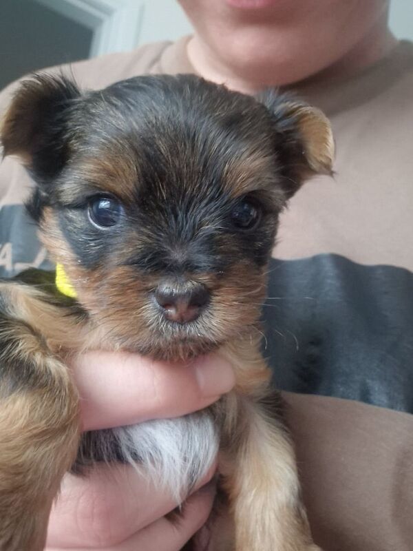 Yorkshire Terrier puppies for sale in Dungannon, County Tyrone โ 6 weeks old