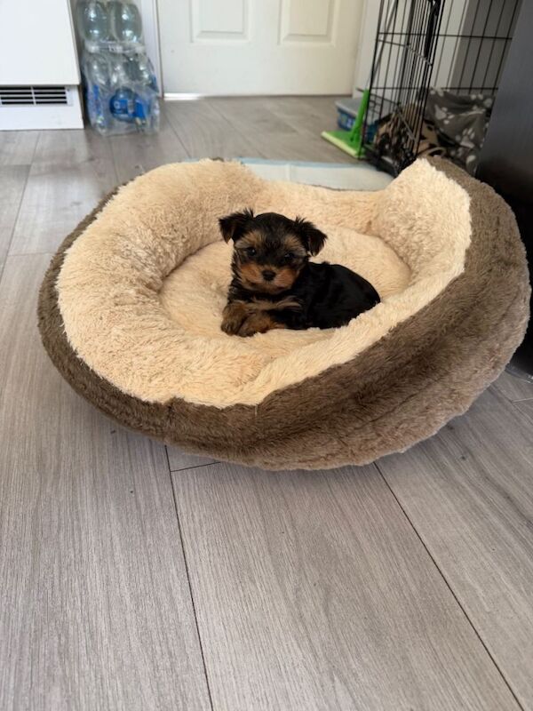 Yorkshire terrier female