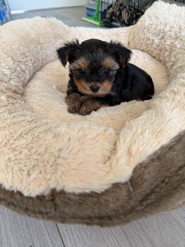 Yorkshire terrier female - Image 2 of 3