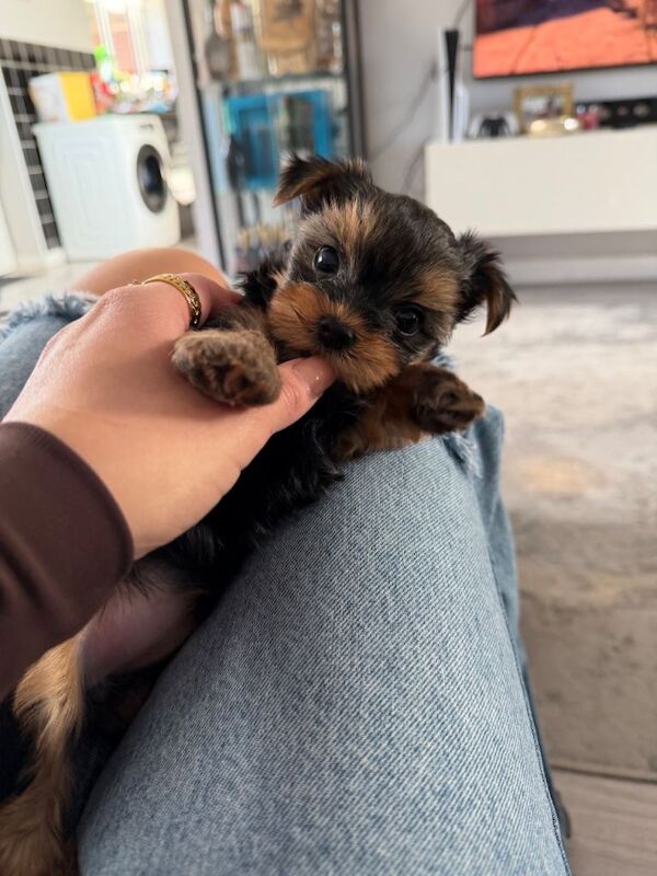 Yorkshire terrier female - Image 3 of 3