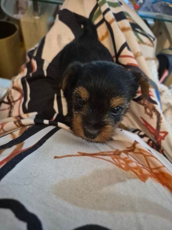 Yorkshire terrier for sale