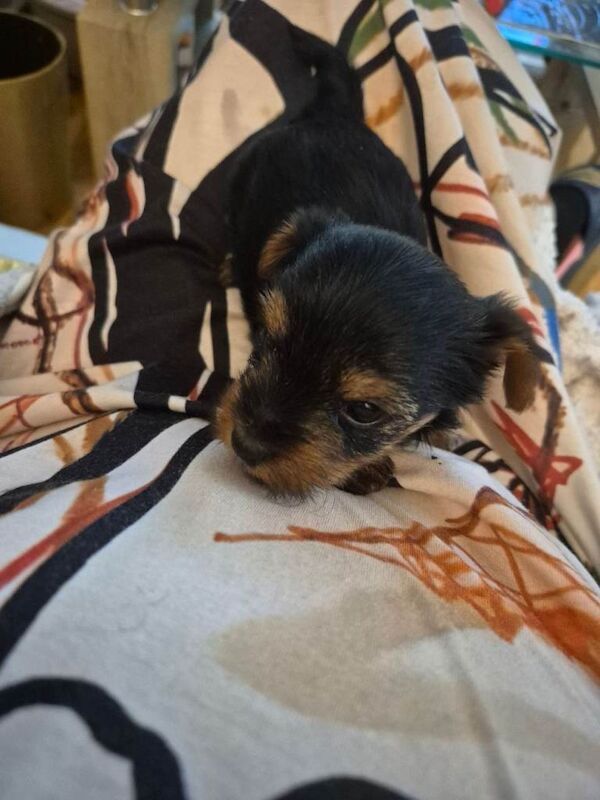 Yorkshire terrier for sale - Image 2 of 5