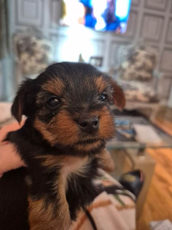 Yorkshire terrier for sale - Image 3 of 5