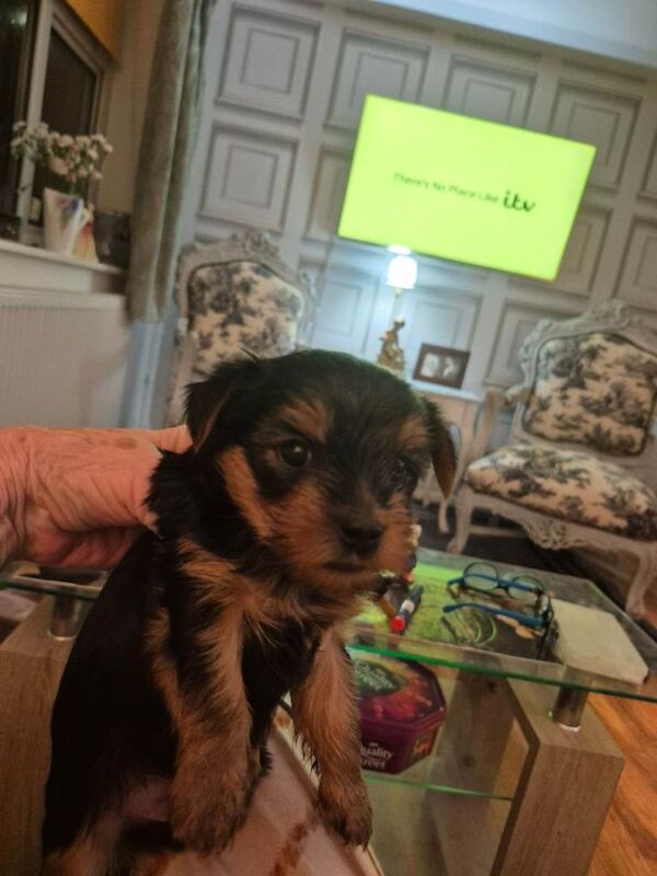 Yorkshire terrier for sale - Image 4 of 5