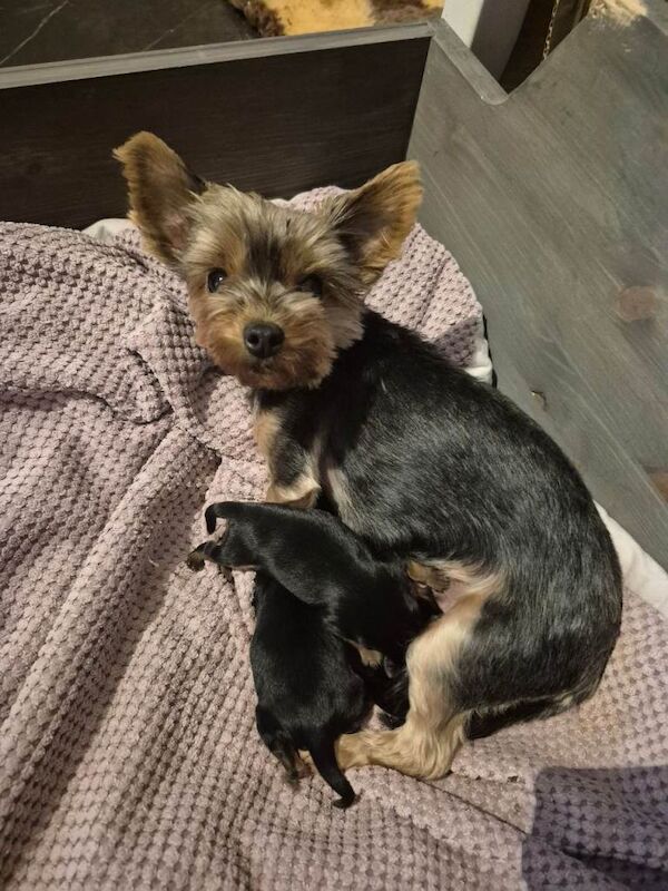 Yorkshire terrier for sale - Image 5 of 5