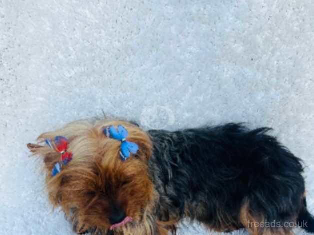 Yorkshire terrier girl 15 months old for sale in Harrow, Harrow, Greater London