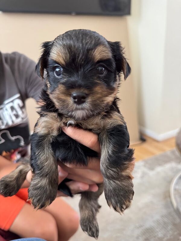 Yorkshire Terrier puppies for sale in King's Lynn, Norfolk – 5 weeks old