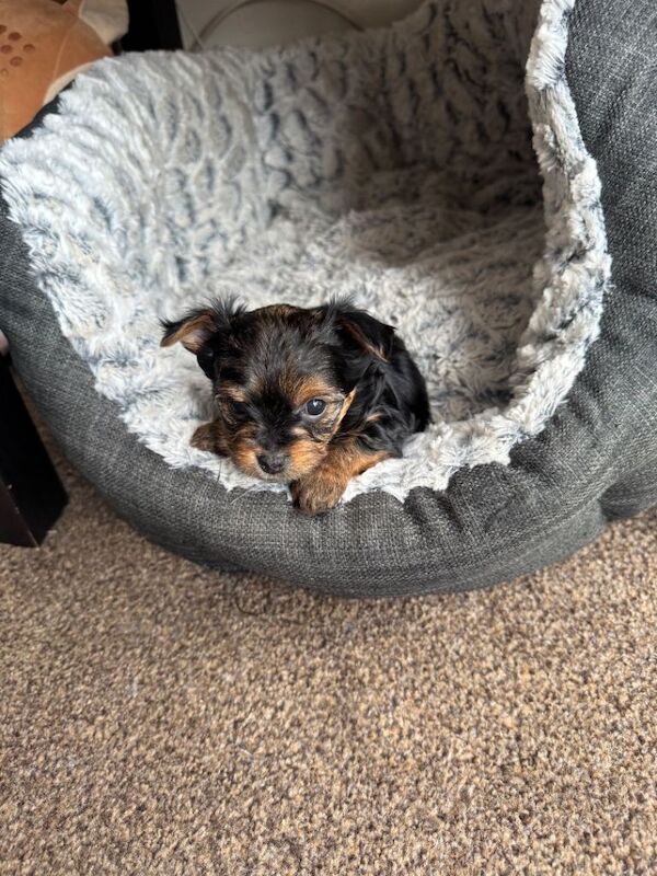 Yorkie Puppies For Sale