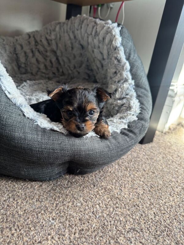 Yorkshire terrier girl available in portsmouth - Image 2 of 4