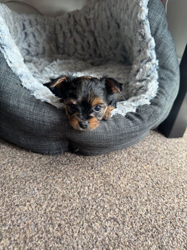 Yorkshire terrier girl available in portsmouth - Image 3 of 4