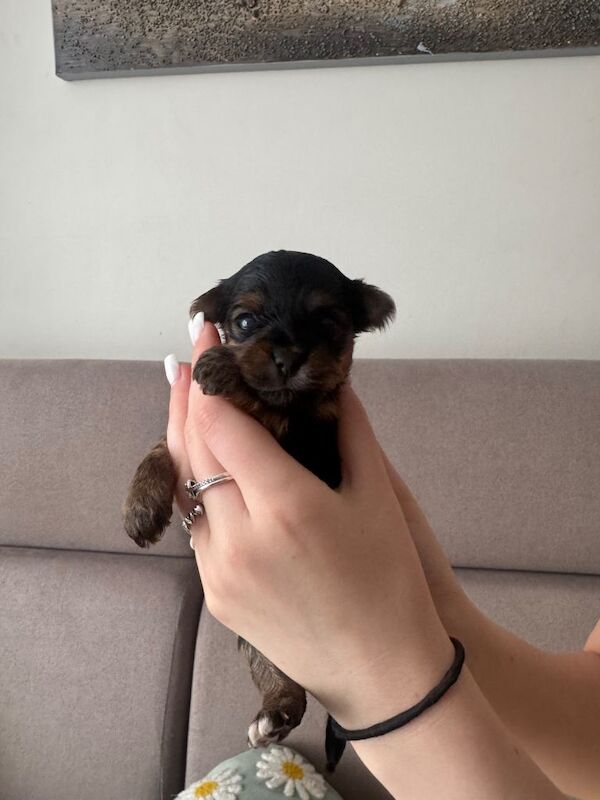 Yorkshire terrier girl available in portsmouth - Image 4 of 4