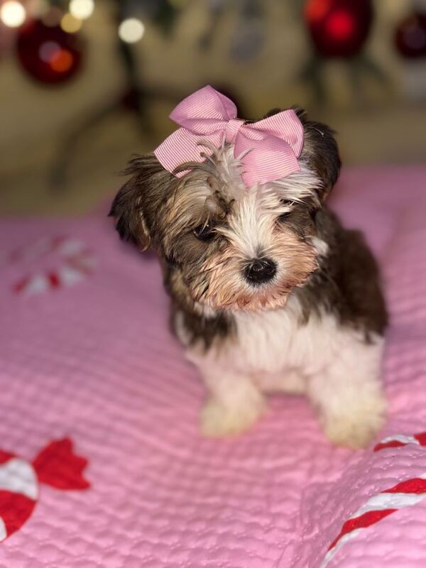 Yorkshire Terrier puppies for sale in Newham, Cornwall – 10 weeks old - Image 2 of 3