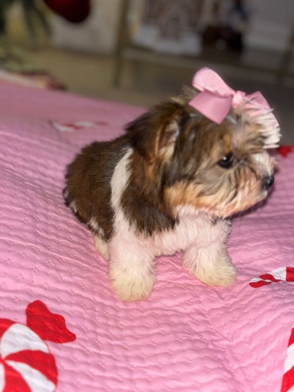 Yorkshire Terrier puppies for sale in Newham, Cornwall – 10 weeks old - Image 3 of 3