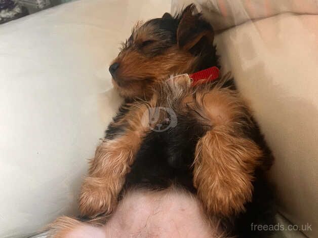 Yorkshire terrier girl for sale in Cardiff