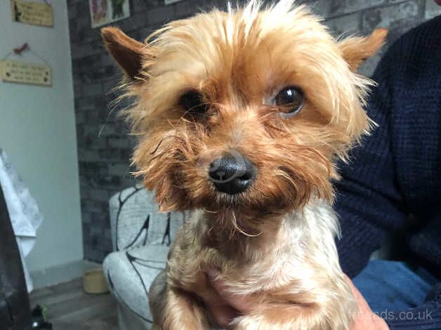 Yorkshire terrier girl for sale in Huddersfield, West Yorkshire