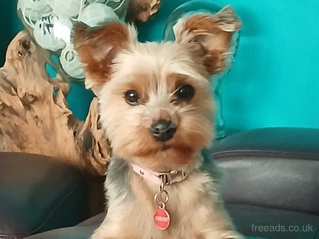 Yorkshire Terrier Girl for sale in Bishop's Hull, Somerset
