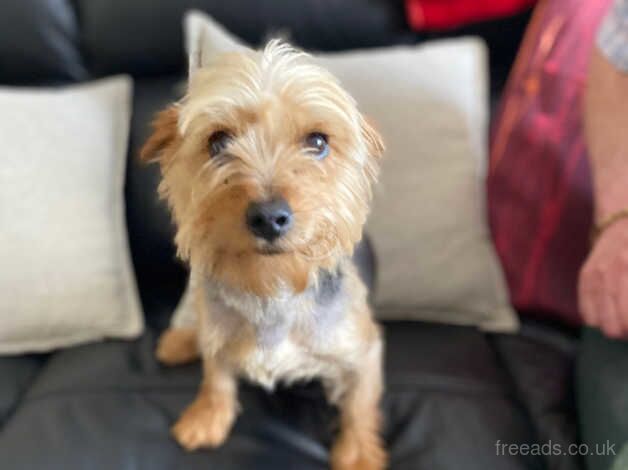 Yorkshire terrier for sale in Rostrevor, Newry and Mourne