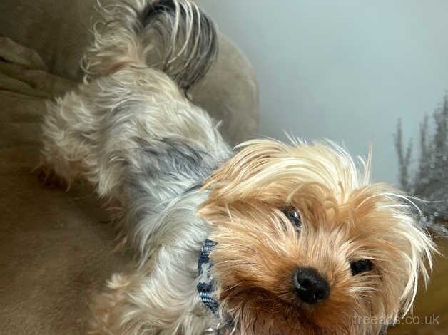 Yorkshire terrier for sale in Brentwood, Essex