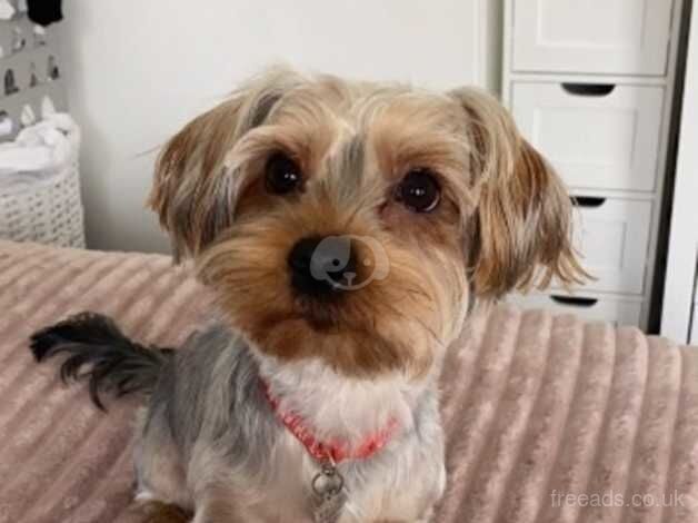 Yorkshire terrier for sale in Brentwood, Essex