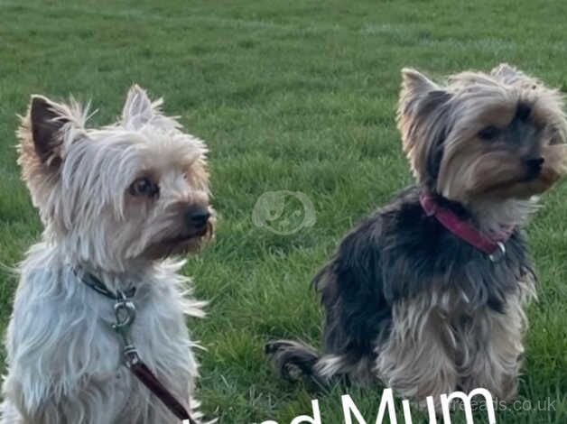 Yorkshire Terrier for sale in Chelmsford, Essex