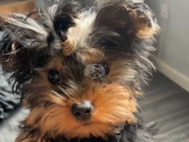 yorkshire terrier for sale in Great Yarmouth, Norfolk