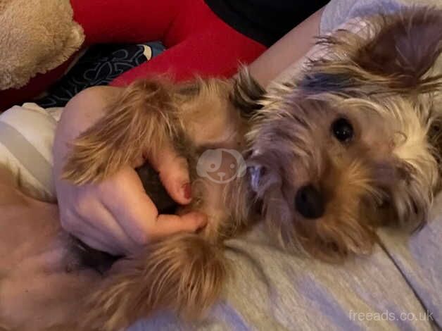 Yorkshire Terrier for sale in Halifax, West Yorkshire