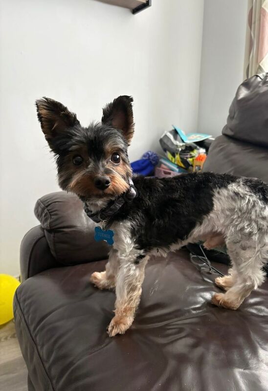 yorkshire terrier male - Image 2 of 2