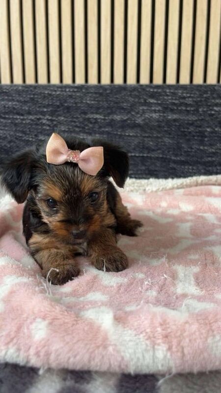 Yorkshire terrier MINI for sale in Stirling, Stirling and Falkirk