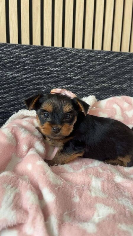Yorkshire terrier MINI for sale in Stirling, Stirling and Falkirk | Image 2