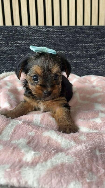Yorkshire terrier MINI for sale in Stirling, Stirling and Falkirk | Image 3