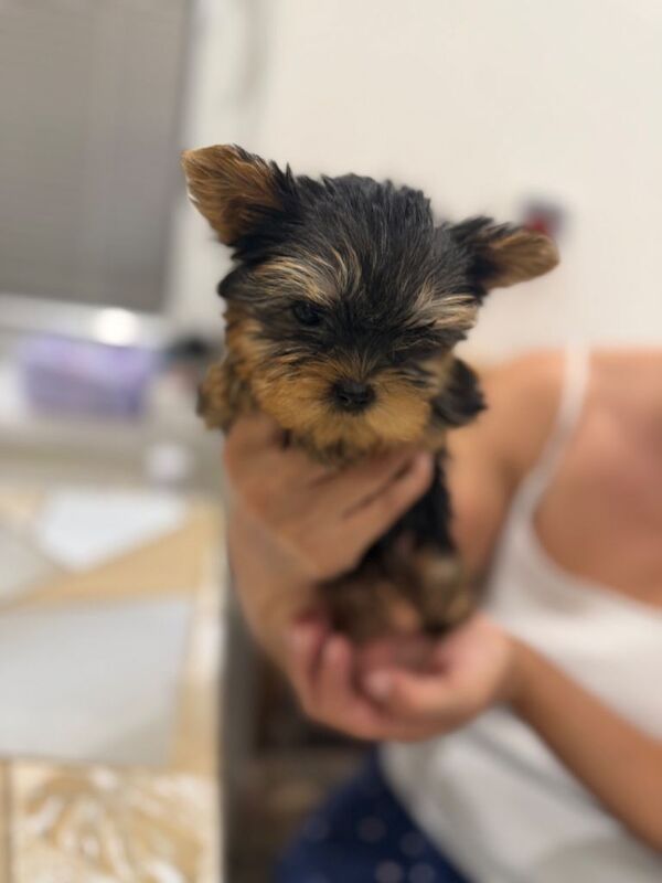 Yorkshire Terrier mini - Image 2 of 5