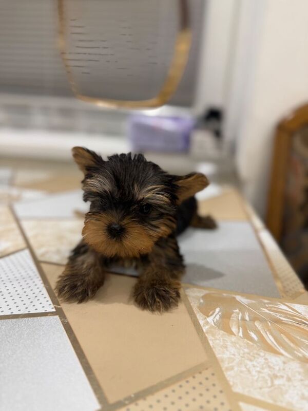 Yorkshire Terrier mini - Image 3 of 5