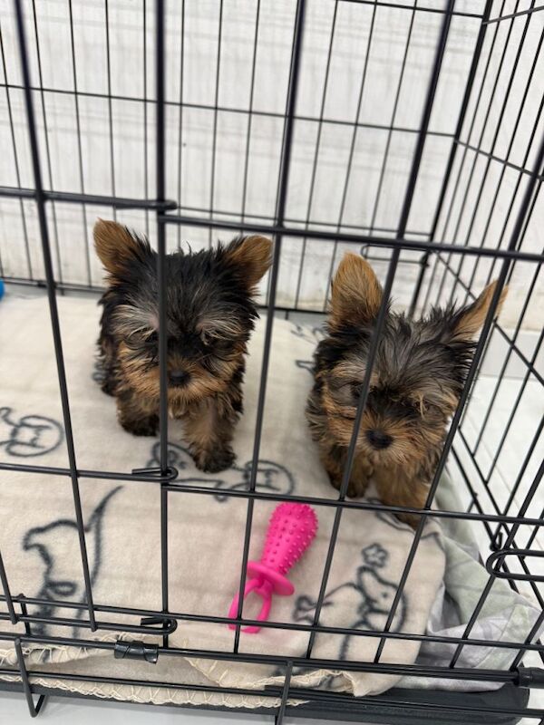 Yorkshire Terrier mini - Image 5 of 5