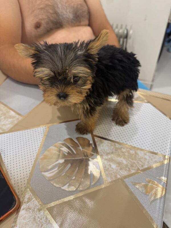 Yorkshire Terrier mini - Image 4 of 4