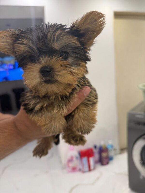 Kennel Club Registered Yorkshire Terrier Puppies For Sale